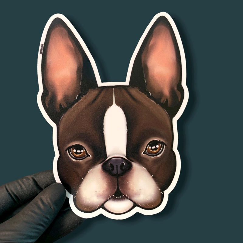 BOSTON TERRIER BROWN WHITE