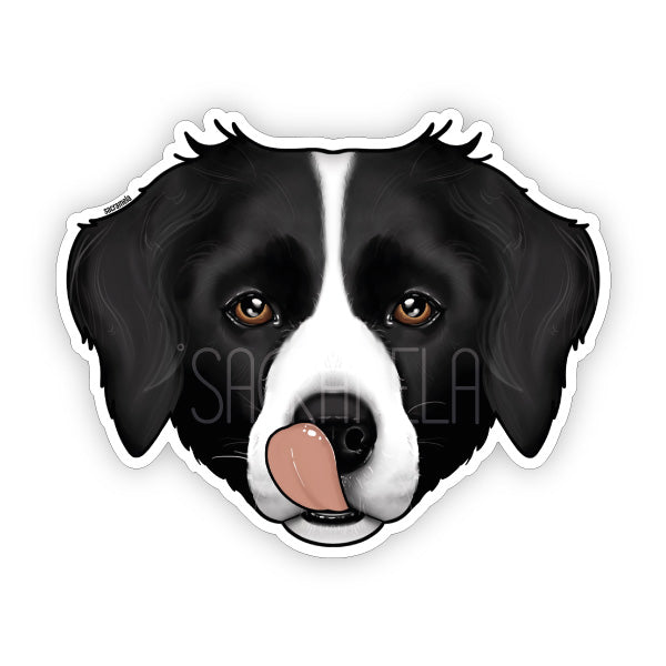 BORDER COLLIE
