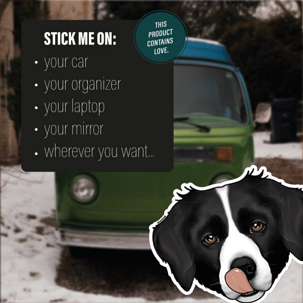 BORDER COLLIE