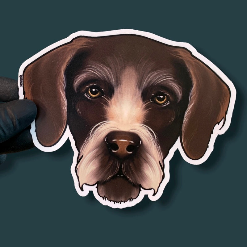 GERMAN WIREHAIRED POINTER BROWN WHITE