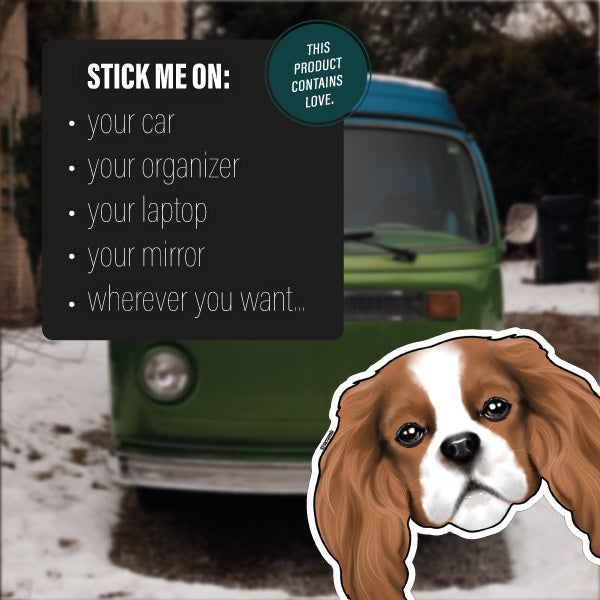 CAVALIER KING CHARLES SPANIEL BROWN