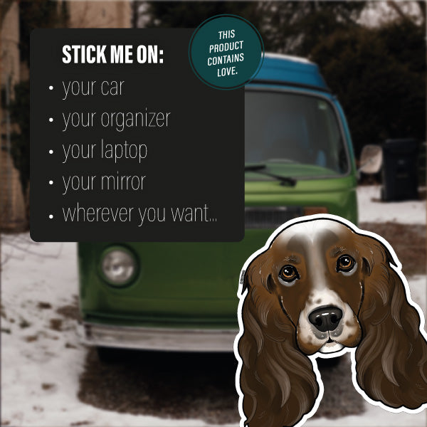 ENGLISH COCKER SPANIEL BROWN WHITE