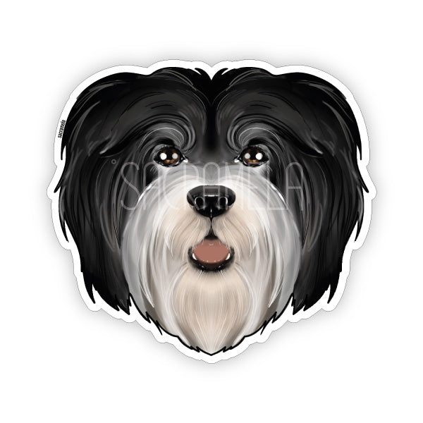 HAVANESE BLACK WHITE