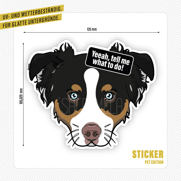 AUSTRALIAN SHEPHERD BLACK BROWN