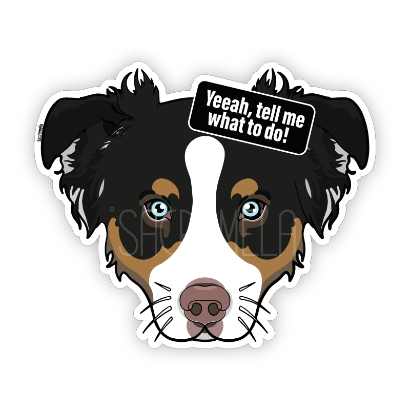 AUSTRALIAN SHEPHERD BLACK BROWN