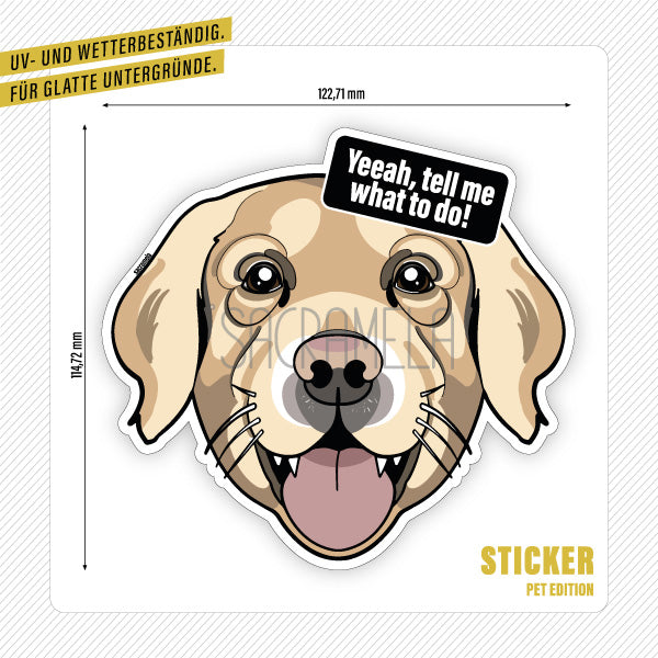 GOLDEN RETRIEVER SHORTHAIR