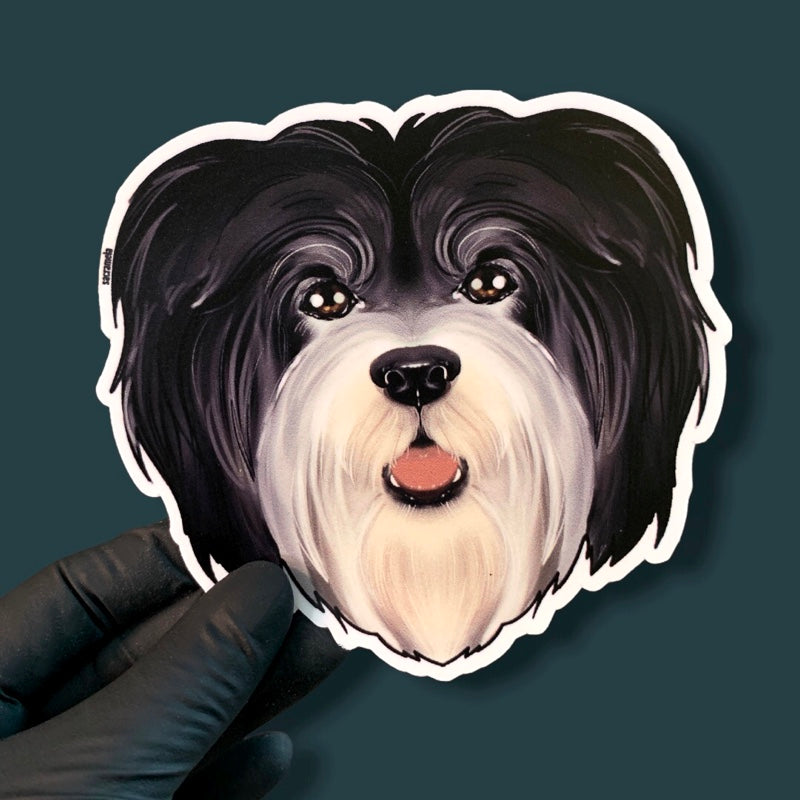 HAVANESE BLACK WHITE
