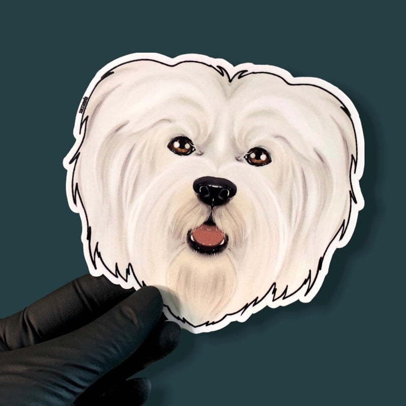 HAVANESE WHITE