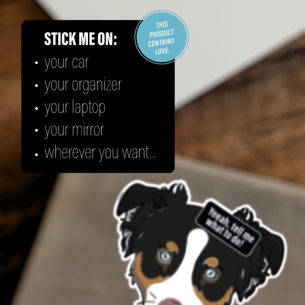 AUSTRALIAN SHEPHERD BLACK BROWN