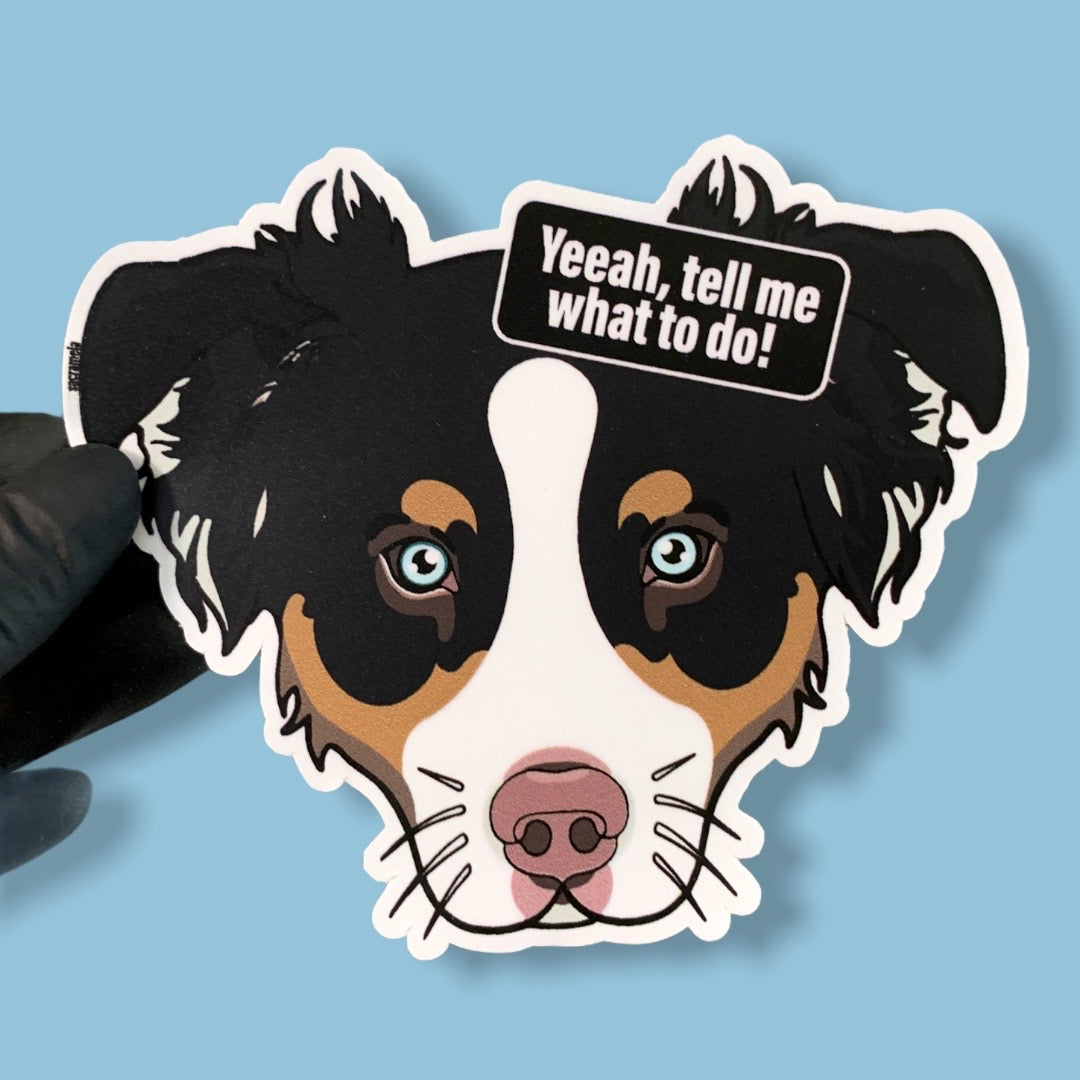 AUSTRALIAN SHEPHERD BLACK BROWN