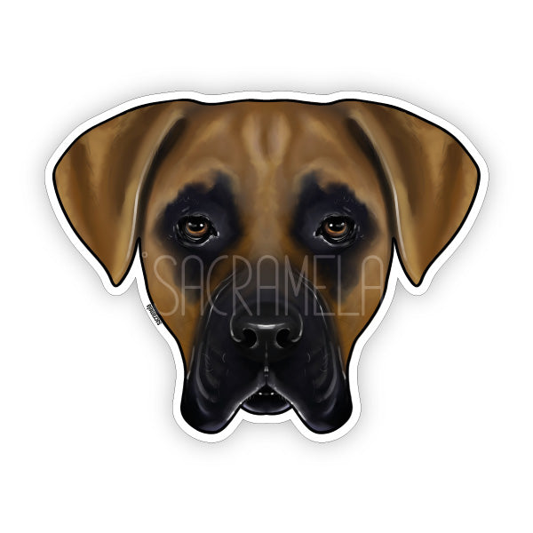 CANE CORSO BROWN BLACK