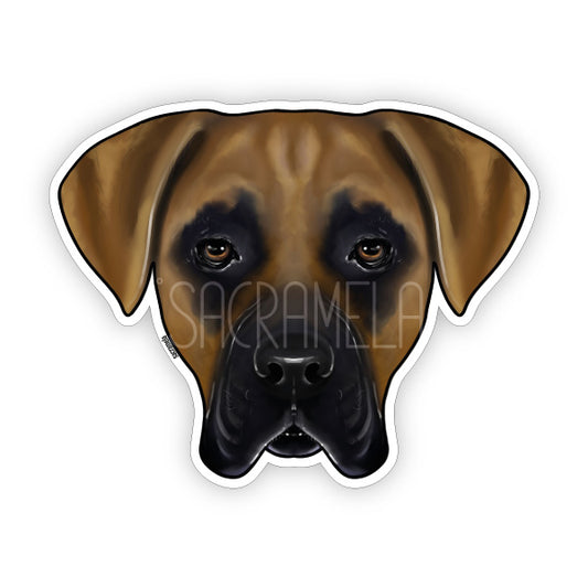 CANE CORSO BROWN BLACK