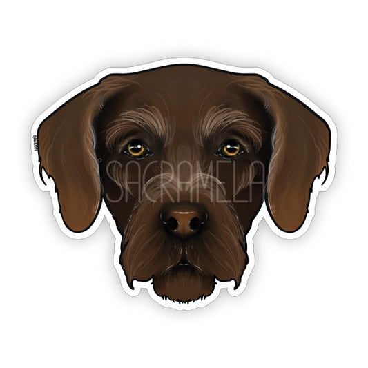 GERMAN WIREHAIRED POINTER BROWN