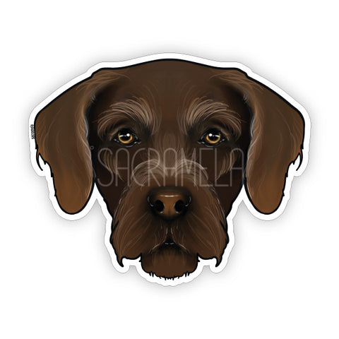 GERMAN WIREHAIRED POINTER BROWN