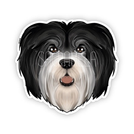 HAVANESE BLACK WHITE