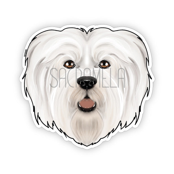 HAVANESE WHITE