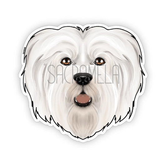 HAVANESE WHITE