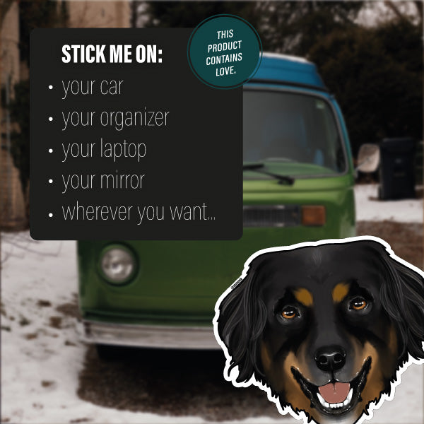 HOVAWART BLACK BROWN