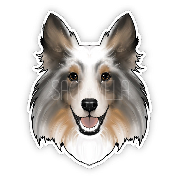 SHETLAND SHEEPDOG BLUE MERLE