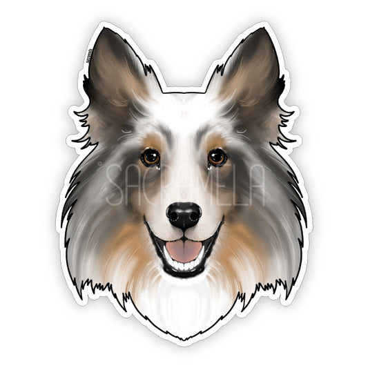 SHETLAND SHEEPDOG BLUE MERLE