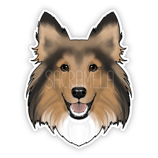 SHETLAND SHEEPDOG MAHOGANY SABLE