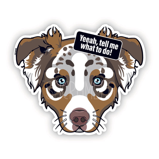 AUSTRALIAN SHEPHERD MULTICOLOR