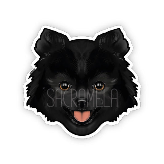 POMERANIAN BLACK